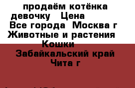 продаём котёнка девочку › Цена ­ 6 500 - Все города, Москва г. Животные и растения » Кошки   . Забайкальский край,Чита г.